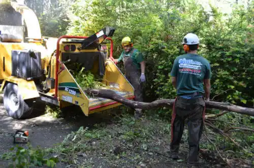 tree services Chase